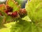 オーガニックブドウ芽の画像